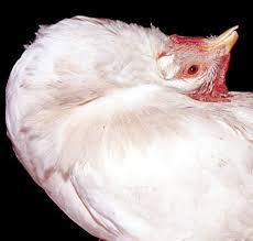 Newcastle disease in poultry