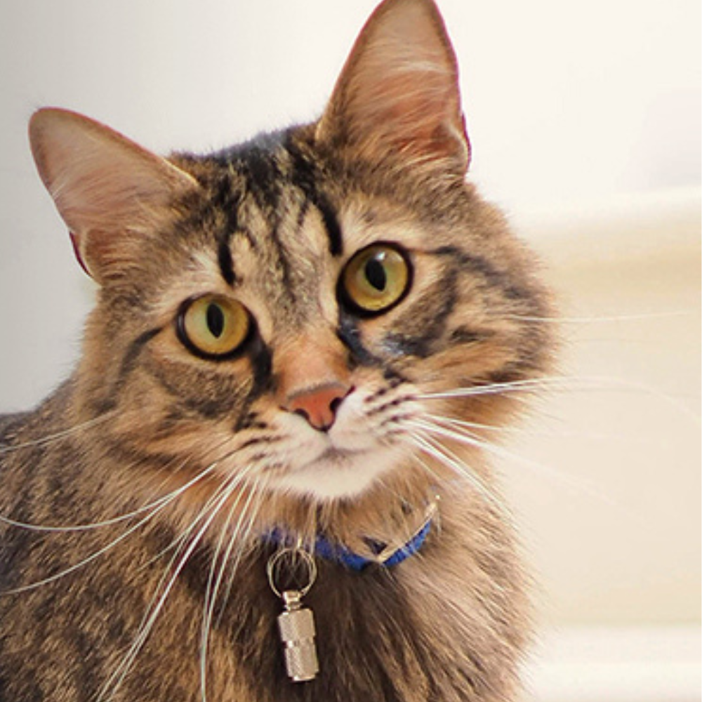 Feline herpesvirus type 1: management and prevention