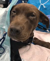 Canine Leptospirosis: Treatment and Control