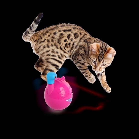 MORDERN CAT LASER TOYS
